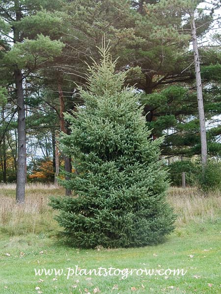Black Hills Spruce (Picea glauca densata)
